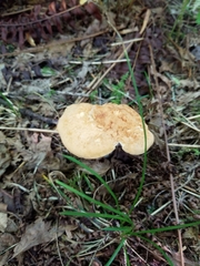 Hydnum umbilicatum