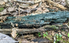 Chlorociboria aeruginascens