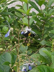 Xylocopa aestuans