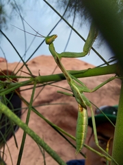 Schizomantodea