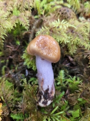 Cortinarius seidliae