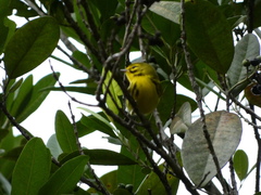 Setophaga discolor