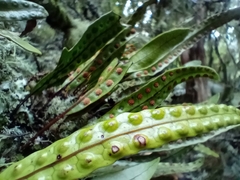 Microsorum pustulatum pustulatum