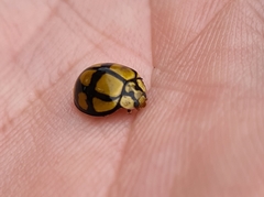 Harmonia testudinaria