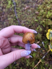 Cortinarius seidliae