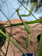 Schizomantodea