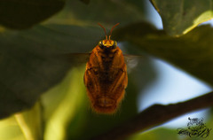 Neoxylocopa