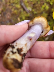Cortinarius seidliae