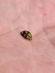 Harmonia testudinaria