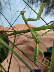 Schizomantodea