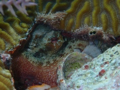 Octopus insularis