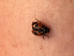 Hippodamia parenthesis