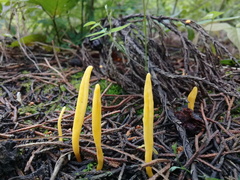 Clavulinopsis amoena
