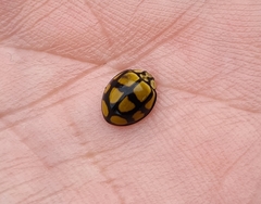 Harmonia testudinaria