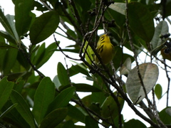 Setophaga discolor