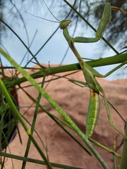 Schizomantodea