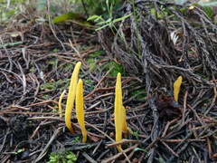 Clavulinopsis amoena