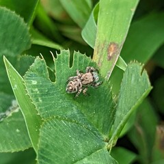 Habronattus coecatus