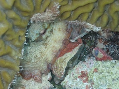 Octopus insularis