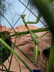 Schizomantodea