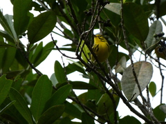 Setophaga discolor