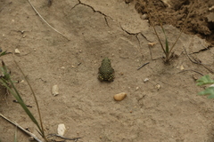Anaxyrus debilis
