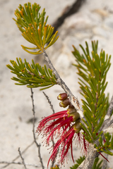 Melaleuca quadrifida