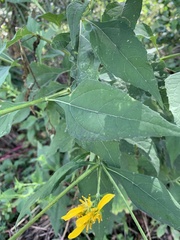 Verbesina occidentalis