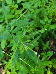 Epilobium coloratum