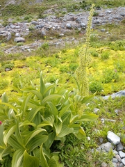Veratrum viride