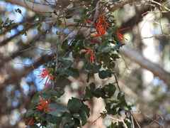 Tristerix corymbosus