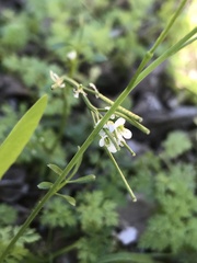 Cardamine vulgaris