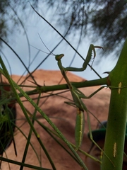Schizomantodea