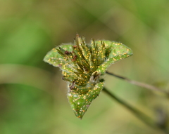 Coleosporium elephantopodis