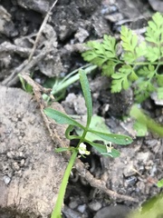 Cardamine vulgaris