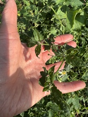Solanum emulans