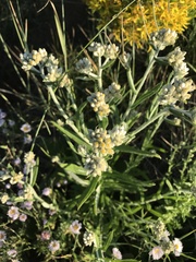 Pseudognaphalium macounii