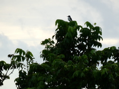 Tyrannus caudifasciatus