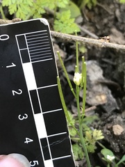 Cardamine vulgaris