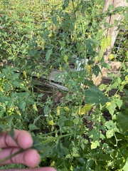 Solanum emulans