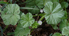 Malva neglecta