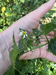 Solanum emulans