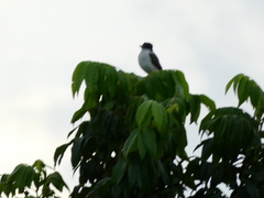 Tyrannus caudifasciatus