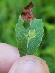 Lasioptera spiraeafolia