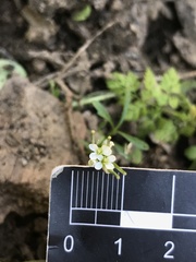 Cardamine vulgaris