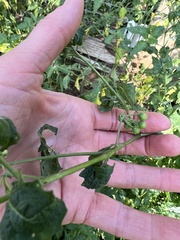Solanum emulans
