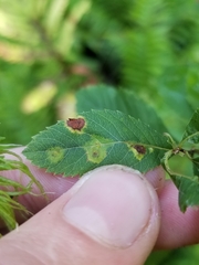 Lasioptera spiraeafolia