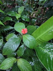 Palicourea tomentosa