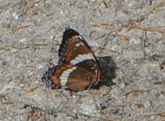 Limenitis arthemis arthemis