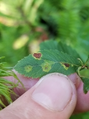 Lasioptera spiraeafolia